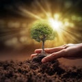 tree growing on soil in human hand and eco-friendly energy related icons World Environment Day concept and energy saving. Royalty Free Stock Photo