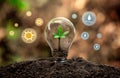 The tree growing on the soil in a light bulb. Creative ideas of nature protection or save energy and environment concept. Royalty Free Stock Photo