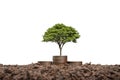 Tree growing on the stack of coins isolated on white background. Royalty Free Stock Photo