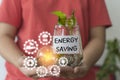 Tree growing on stacks of coins and energy saving light bulb on a jar with sun light bokeh background. save money concept Royalty Free Stock Photo