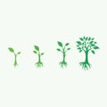 Tree growing stage with roots plant isolated on white background vector illustration