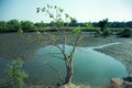 Tree growing in swampy lake