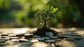 Tree growing up on coins, concept of business finance and saving money investment and Growing Money Royalty Free Stock Photo