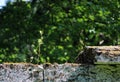 Tree are growing in the wall near the park Sylvia