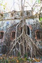 A tree growing on the wall of the old small fort of La Pointe du Bout - Les Trois Ilets, Martinique