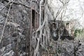 A tree growing on the wall of the old small fort of La Pointe du Bout - Les Trois Ilets, Martinique