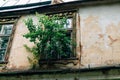 Tree growing from ruined abandoned house Royalty Free Stock Photo