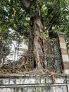 Tree grown around fence