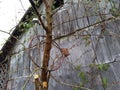 Tree Grown through Barn Basketball Hoop