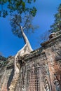 Tree grown over Ta Prohm temple, Cambodia