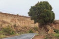 Tree grown through the rock Tenerife Canary Islands Royalty Free Stock Photo