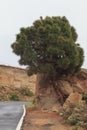 Tree grown through the rock Tenerife Canary Islands Royalty Free Stock Photo