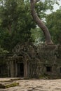 Tree grows above ruins of temple entrance