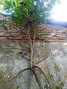 a tree that grows attached to the wall Royalty Free Stock Photo