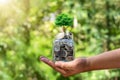 A tree that grows in bottles for money and men`s hands. Royalty Free Stock Photo