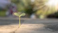 A tree grows on a cement floor with patience.