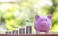 The tree that grows on the coin stack includes pig piggy banks to save money, ideas and financial. Royalty Free Stock Photo