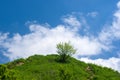 Lonely tree on a hill under a blue sky