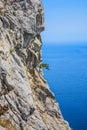 The tree grows on high vertical mountain. Lonely twisted pine on rock over sea. Crimea