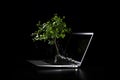 A tree grows from a laptop. Green information technology. Neural network AI generated