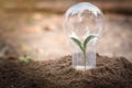 The tree that grows in the light bulb has a fertile soil. Idea to nourish trees Save energy Environmental awareness, creating soil