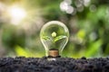 Tree grows in light bulbs, energy-saving and environmental concepts. Royalty Free Stock Photo