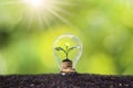 Tree grows in light bulbs, energy-saving and environmental concepts Royalty Free Stock Photo