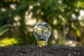 Tree grows in light bulbs, energy-saving and environmental concepts