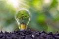 Tree grows in light bulbs, energy-saving and environmental concepts