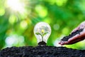 Tree grows in light bulbs, energy-saving and environmental. Royalty Free Stock Photo