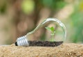 Tree grows in light bulbs on out of focus green background Royalty Free Stock Photo