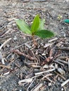 a tree that grows in the middle of the ocean trash