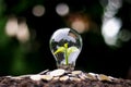 The tree grows on money in energy-saving light bulbs, the concept of financial growth, energy saving. Royalty Free Stock Photo