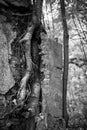 The tree grows out of the ruins of an old building with a brick wall Royalty Free Stock Photo