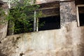 The tree grows out of the window burnt industrial building long ago abandoned