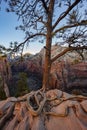 Tree Grows Over The Rocks On The Trail to Angels Landing Royalty Free Stock Photo