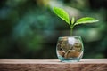 Tree grows from a pile of coins, Investment, sustainable development, trees growing on stack of coins Royalty Free Stock Photo