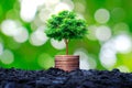 The tree grows on a pile of coins or money. Royalty Free Stock Photo