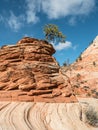 Tree grows in the sandstone, Zion National Park