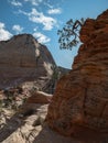 Tree grows in the sandstone, Zion National Park Royalty Free Stock Photo