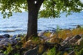 A tree grows on a sea beach with stones Royalty Free Stock Photo