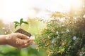 tree grows from the soil,on the hand,environmental conservation concept, protecting and preserving resources,planting trees to Royalty Free Stock Photo