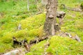 Tree grows on the stones in the deep forest Royalty Free Stock Photo