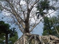 a tree that grows strong on a rock, it is strong tree and usefull for buildings