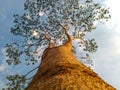 a tree that grows tall, with dense branches and leaves, a big tree Royalty Free Stock Photo