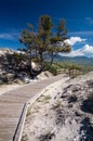 Tree grows in thermal areas of Mammoth Hot Springs