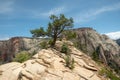 Tree Grows At The Top Of The Ridge On Angels Landing Royalty Free Stock Photo