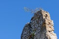 Tree grows on top of ruin of medieval castle wall