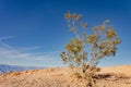 Tree grows up above the Badwater basin in Death Valley National Park, California, the lowest point in North America