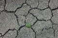 Tree growth on Cracked Soil